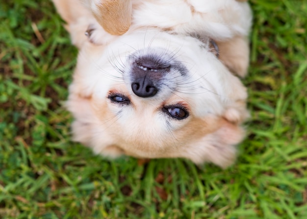 Chihuahua lying on his back in the grass happy