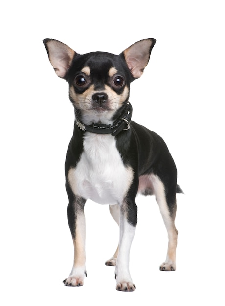 Chihuahua met 1 jaar. Geïsoleerd hondportret