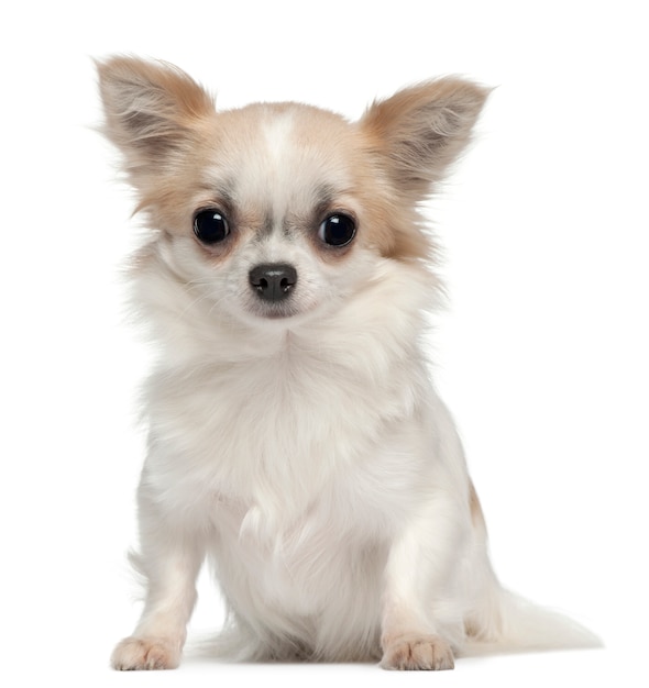 Chihuahua met 1 jaar oud. Geïsoleerd hondportret