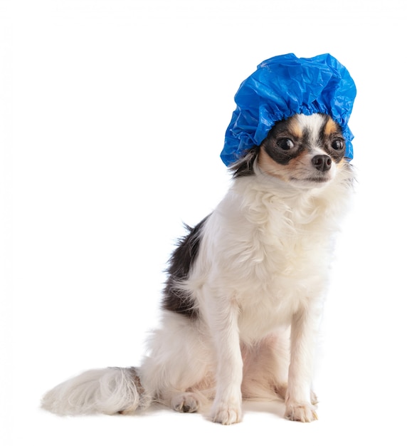 Chihuahua met blauwe badmuts op witte achtergrond