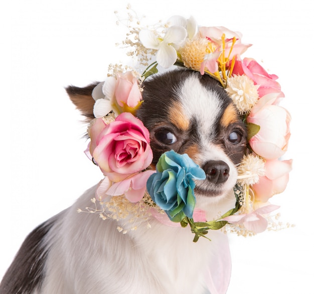 Chihuahua met een bloemkroon