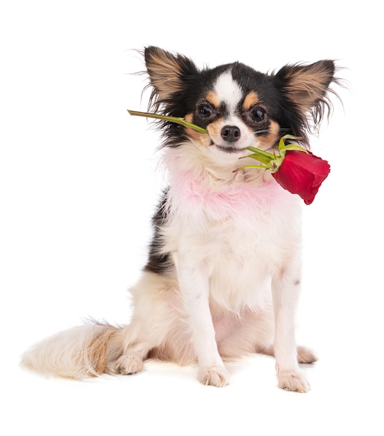 Chihuahua met een roos in de mond om liefde op een wit oppervlak te vieren