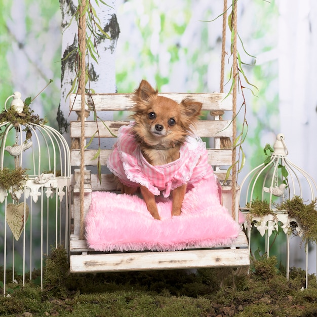 Chihuahua met een rozenjasje op een rozenkussen, in pastorale decoratie