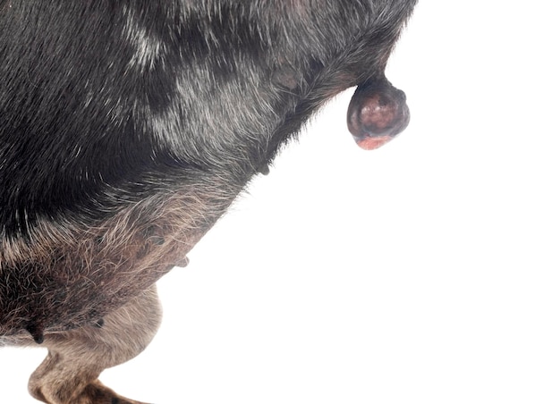 Foto chihuahua met een tumor