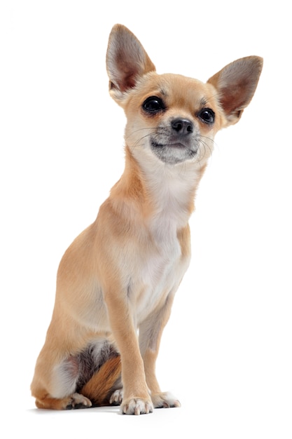 Chihuahua met kort haar