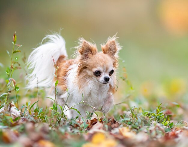 chihuahua in nature