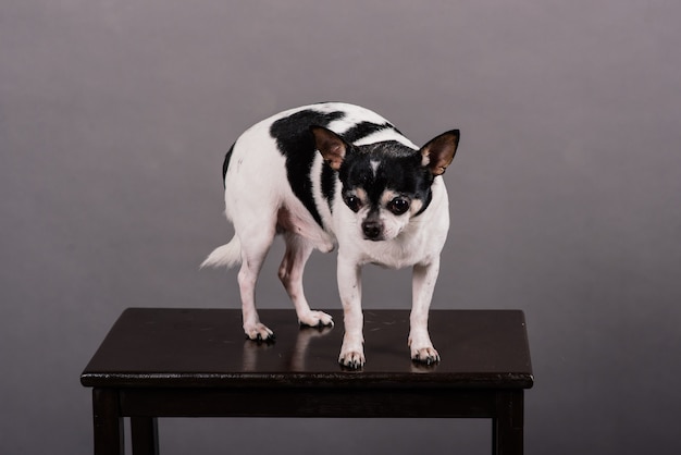 Chihuahua, one or two years old, standing in front of grey