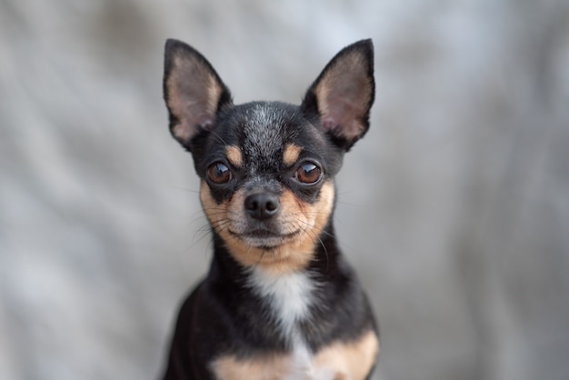 Chihuahua op een beige achtergrond. Chihuahua zwart, bruin en wit.