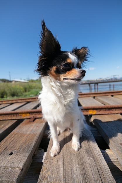 Chihuahua op een vissersponton in de wildernis