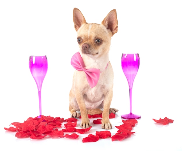 Chihuahua op geïsoleerd wit