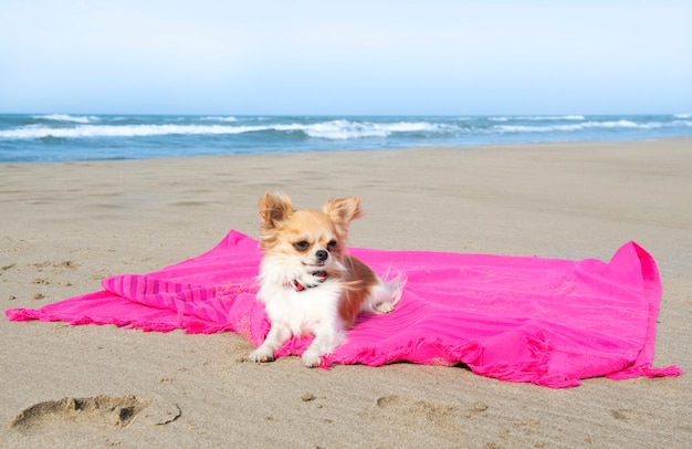 Chihuahua op het strand