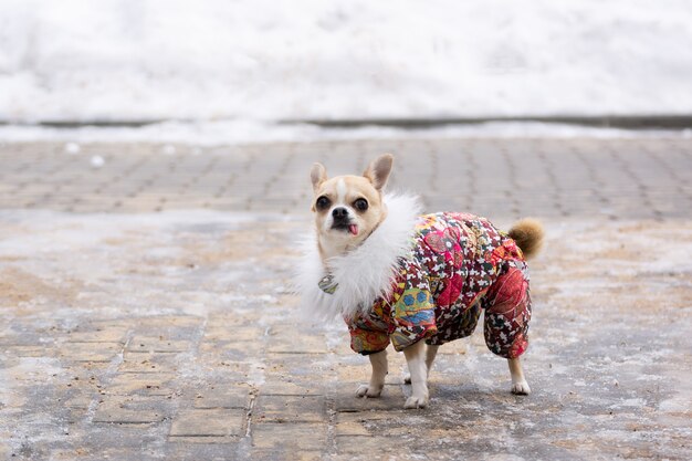 Chihuahua pak in de winter