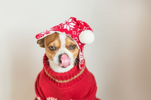 Chihuahua Portrait in santa hat and Christmas jacket licking its nose