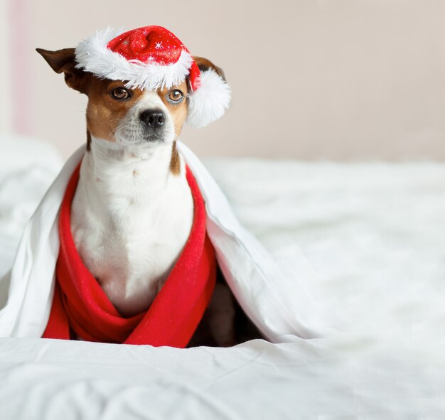 Ritratto della chihuahua in cappello della santa e sciarpa rossa che si siede sul letto sotto la coperta.