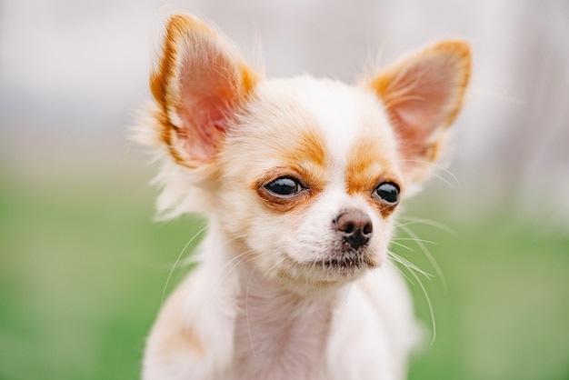 Chihuahua portret. Witte langharige chihuahua puppy portret. chihuahua wit schattig portret