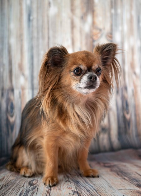 Foto chihuahua in posa sul pavimento di legno