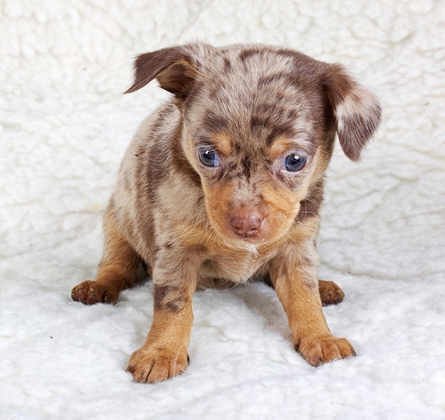 Foto chihuahua pup in studio