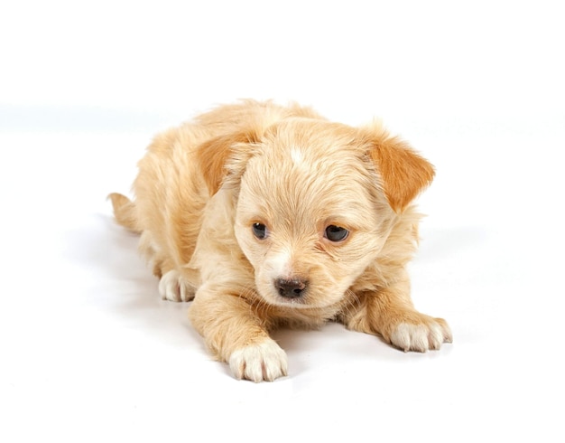 Chihuahua pup in studio