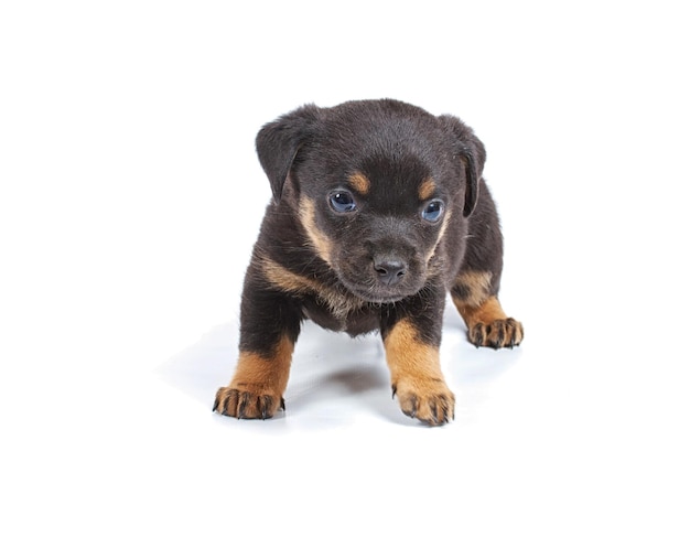 Chihuahua pup in studio