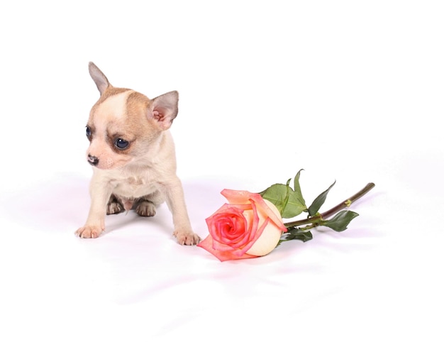 Chihuahua pup in studio