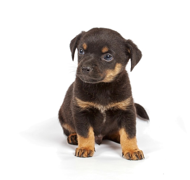 Chihuahua pup in studio