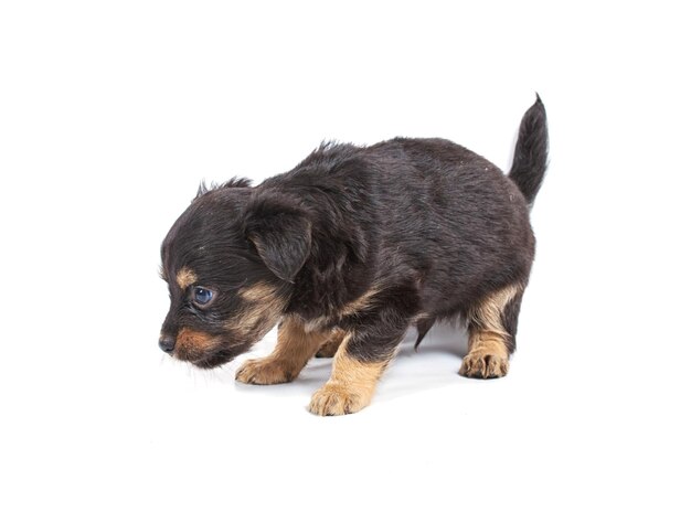 Chihuahua pup in studio