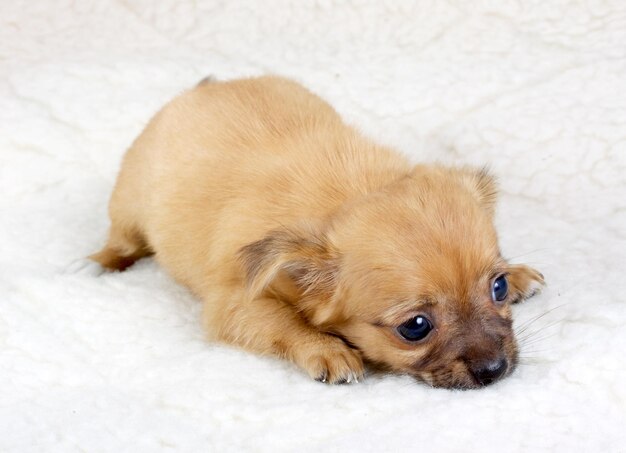 Chihuahua pup in studio