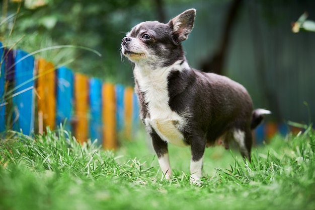 Chihuahua pup, kleine hond in de tuin