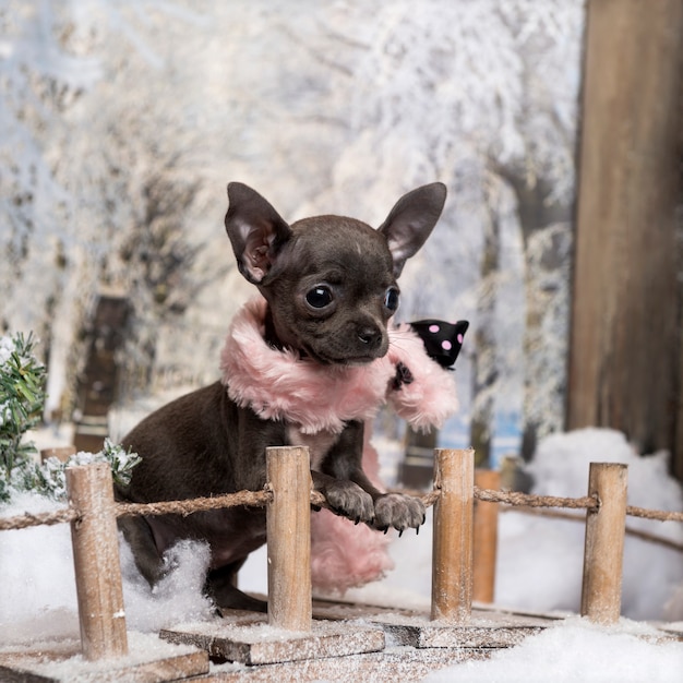 Chihuahua pup met roze sjaal, staande op een brug in een winterlandschap,