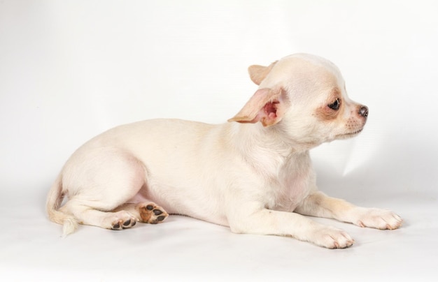 Chihuahua pup op witte achtergrond