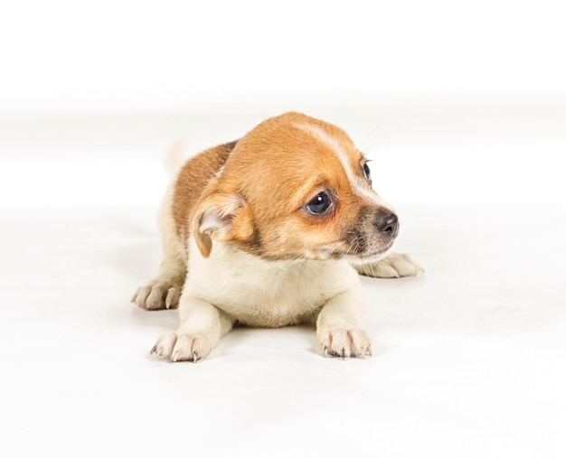 Chihuahua pup voor een witte achtergrond