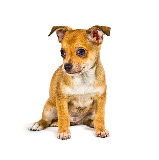 Chihuahua pup voor een witte achtergrond