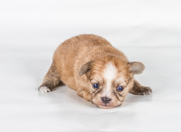 Chihuahua pup voor een witte achtergrond