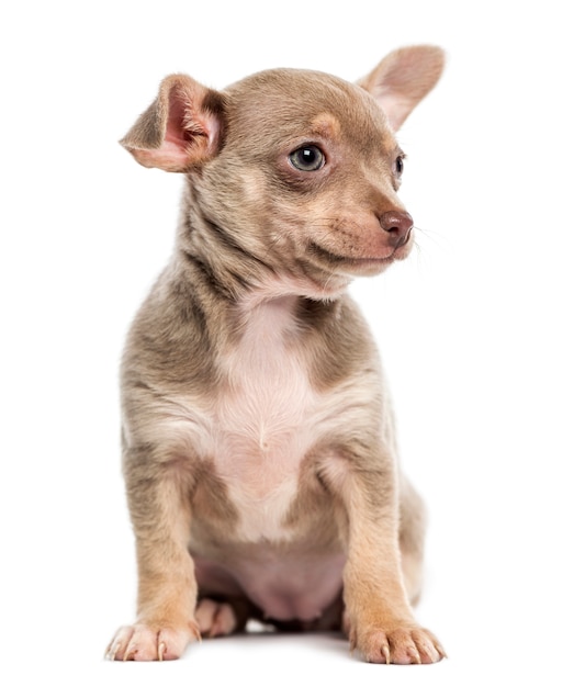 Chihuahua pup zitten