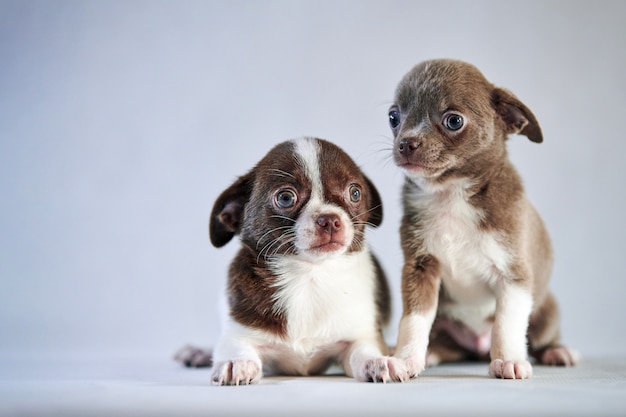 Chihuahua pup