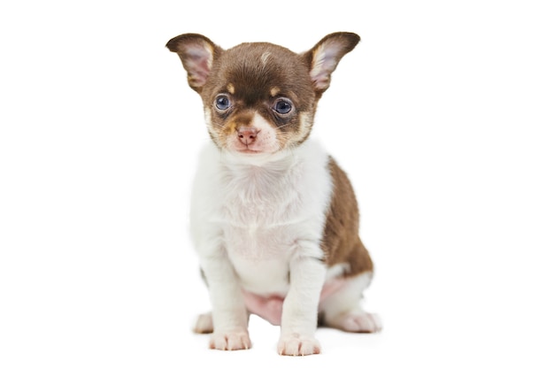 分離されたチワワの子犬