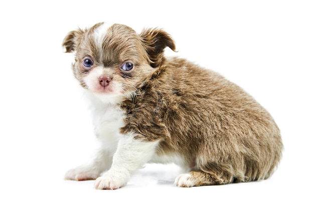 Chihuahua puppies, isolated