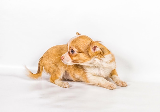 Chihuahua puppy 3 months in front of a white background