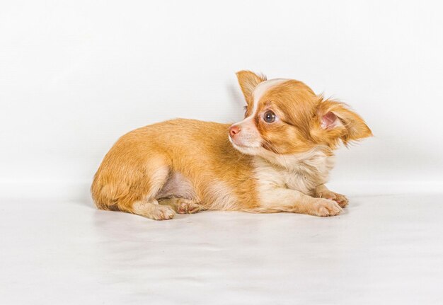 Chihuahua puppy 3 months in front of a white background