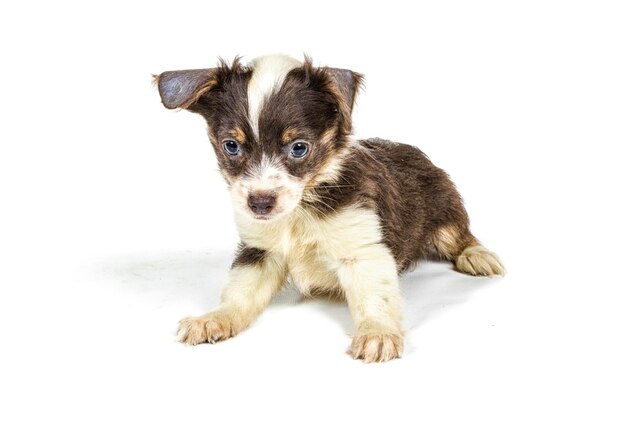 Chihuahua puppy 3 months in front of a white background