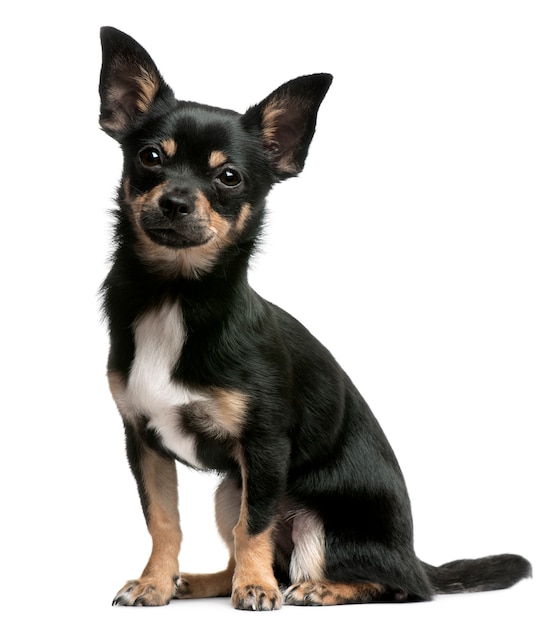 Chihuahua puppy, 5 months old, sitting in front of white wall