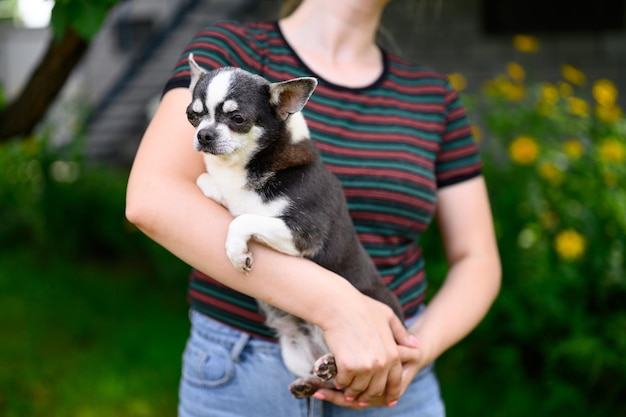 Chihuahua Puppy of Black and White Color Sits in Hands of Hostess Looks Indifferently to Side
