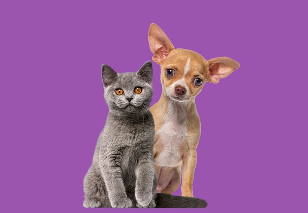 チワワの子犬とブリティッシュショートヘアの子猫の猫と犬が紫色の背景に座ってカメラを見ている
