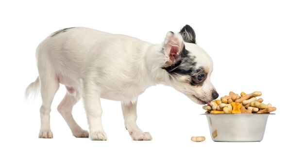 Foto cucciolo della chihuahua che mangia i biscotti per cani da una ciotola isolata su bianco