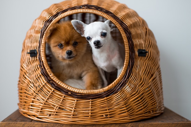 Chihuahua-puppy en pomeranian-puppy die één hondhuis delen