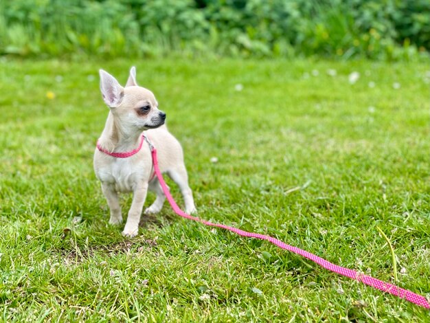 Chihuahua puppy in a field looking to the right and wearing a pink lead