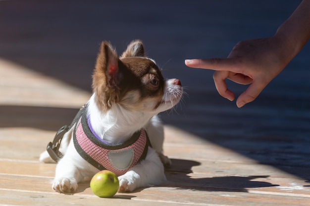 床にいるチワワの子犬