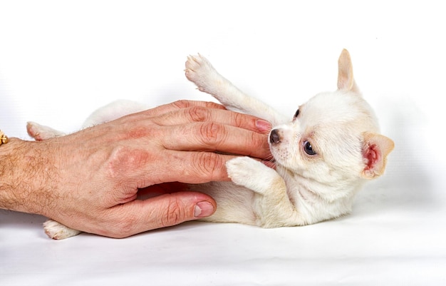 白い背景の前にチワワの子犬