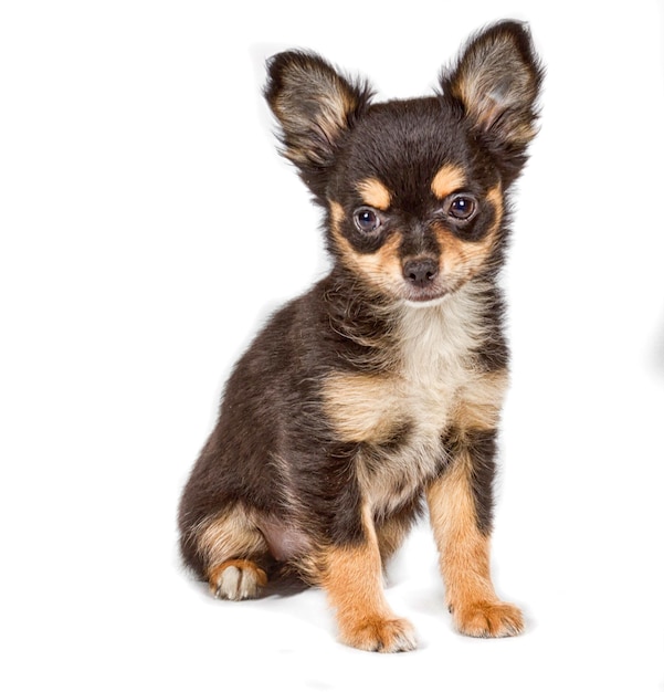 Chihuahua puppy in front of white background