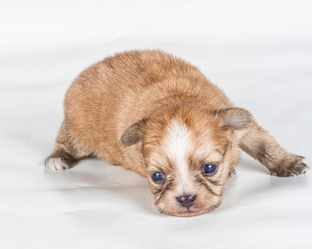 Chihuahua puppy in front of a white background